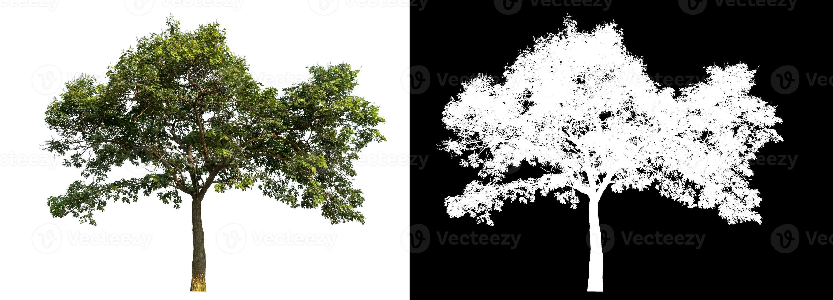 Isolated single tree with clipping path and alpha channel on black background. photo