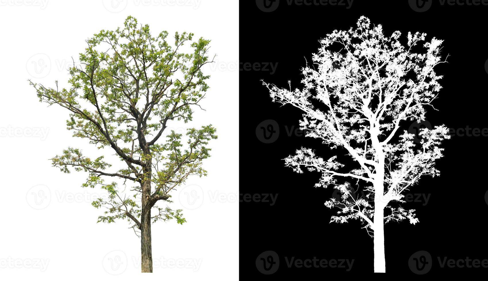 Isolated single tree with clipping path and alpha channel on black background. photo