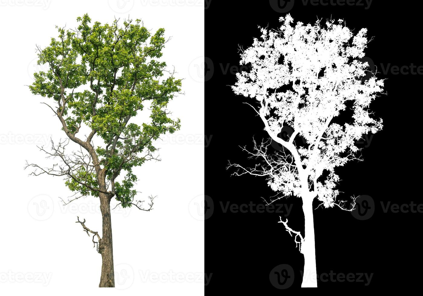 Single tree with clipping path and alpha channel on black background. photo