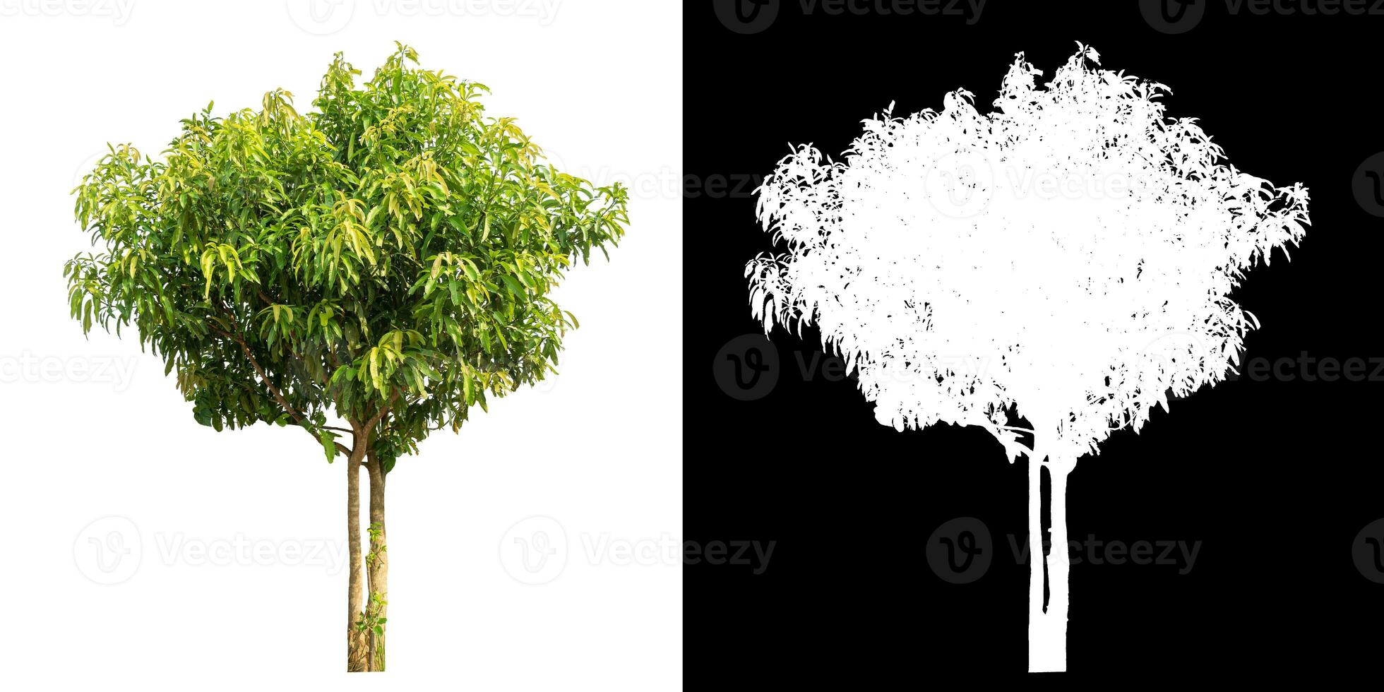 Single tree with clipping path and alpha channel on black background. photo