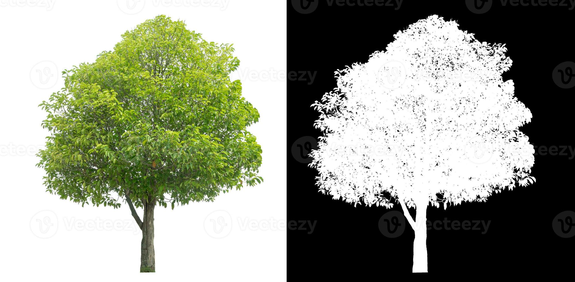 Isolated green tree with clipping path and alpha channel on black background. photo
