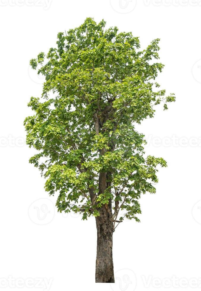 Green tree isolated on white background. photo