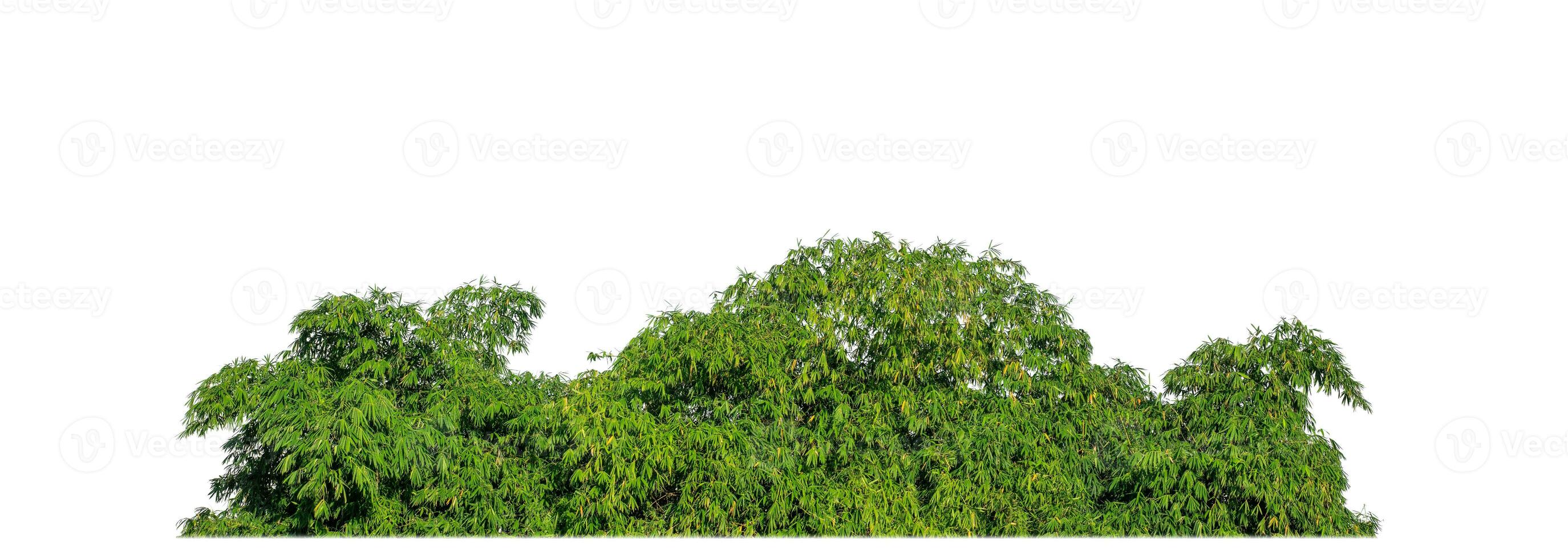 Green Trees isolated on white background. are Forest and foliage in summer for both printing and web pages with cut path and alpha channel photo