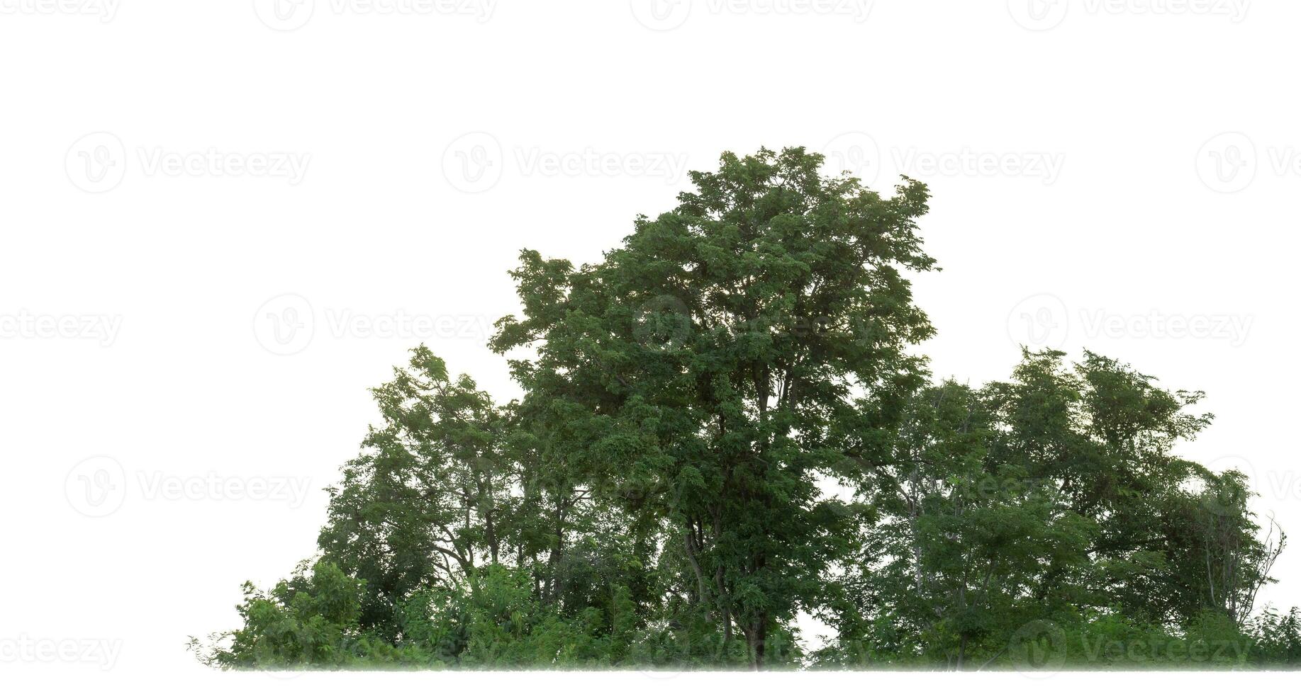 Green Trees isolated on white background. are Forest and foliage in summer for both printing and web pages with cut path and alpha channel photo