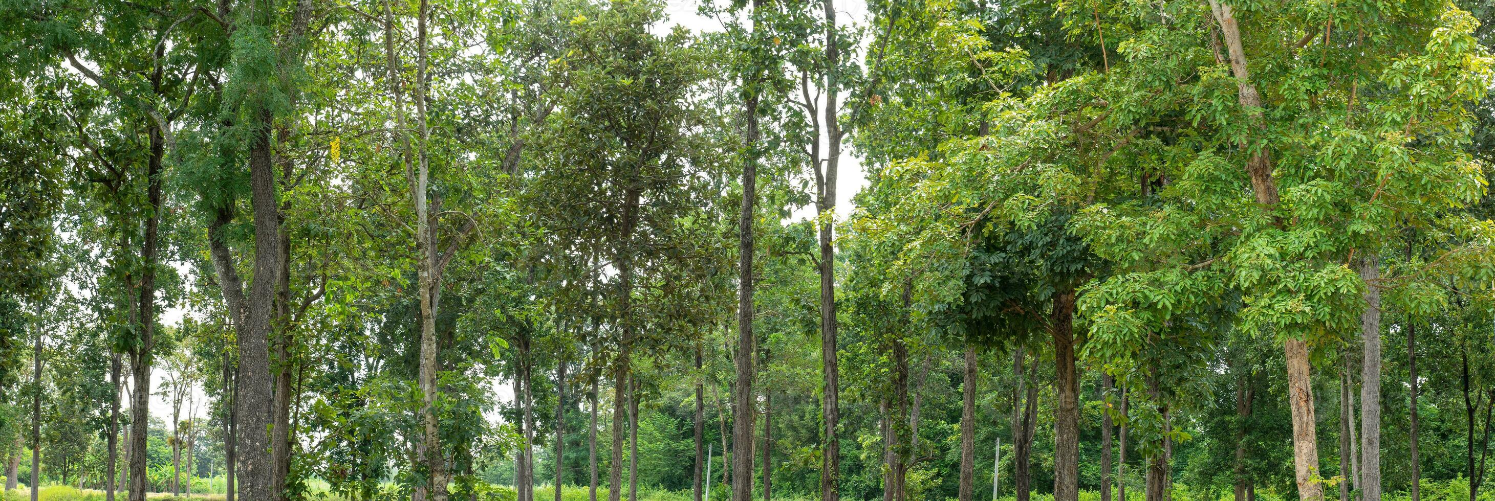 Green Trees isolated on white background. are Forest and foliage in summer for both printing and web pages with cut path and alpha channel photo