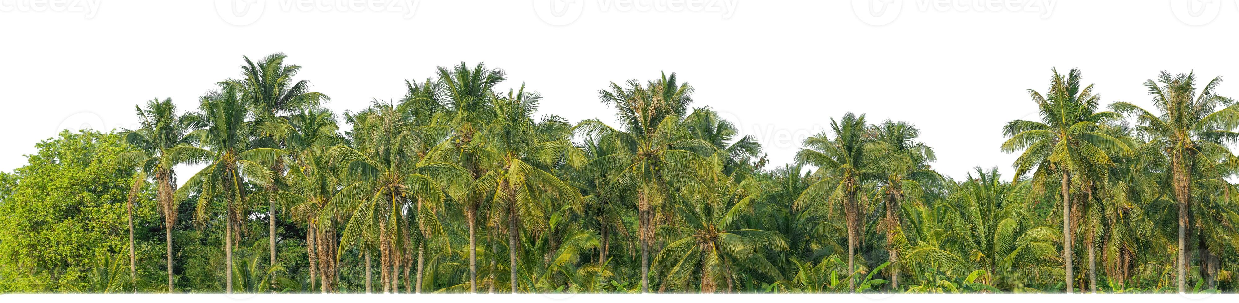Palm trees in summer on white background with clipping path and alpha channel. photo