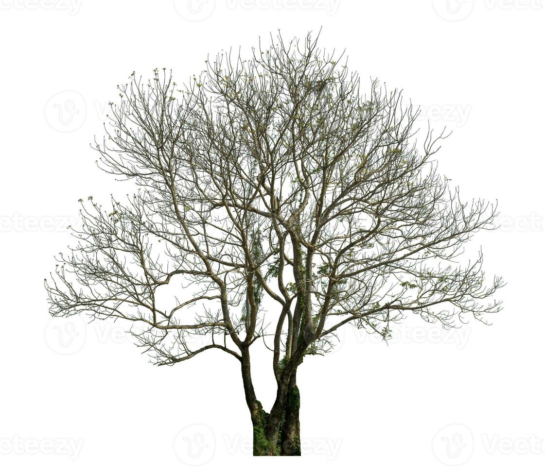 dead tree isolated on white background. photo