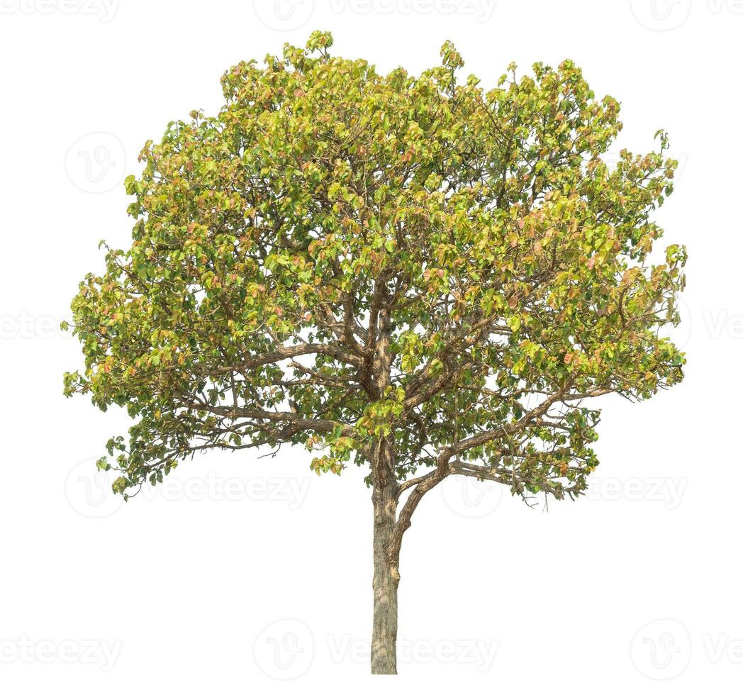 tree isolated on white background. photo