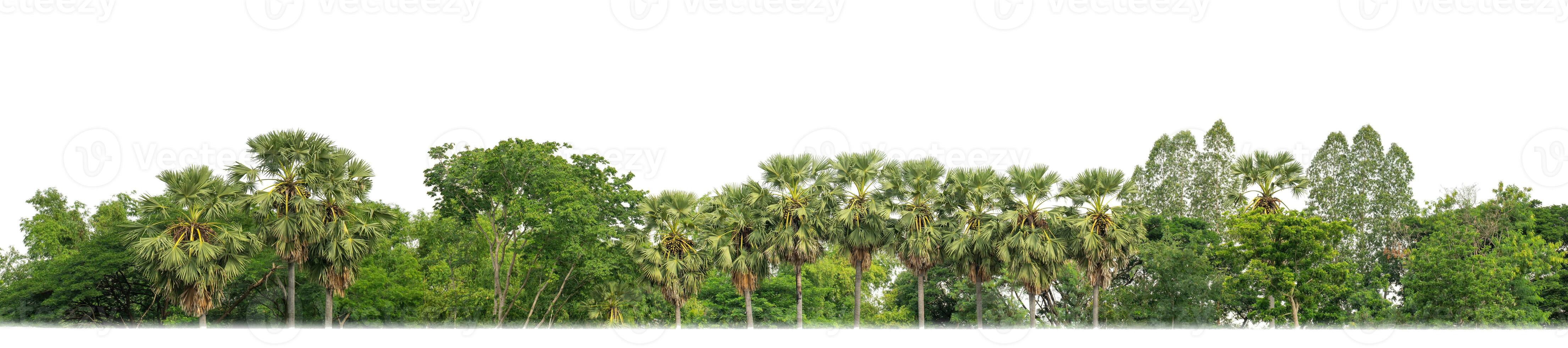 Green Trees isolated on white background. are Forest and foliage in summer for both printing and web pages with cut path and alpha channel photo