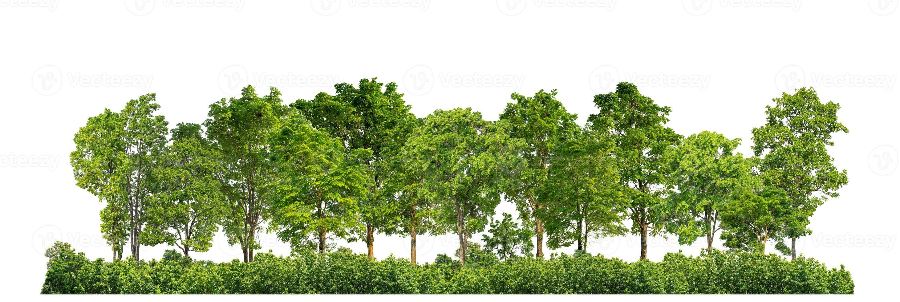 Green Trees isolated on white background. are Forest and foliage in summer for both printing and web pages with cut path and alpha channel photo