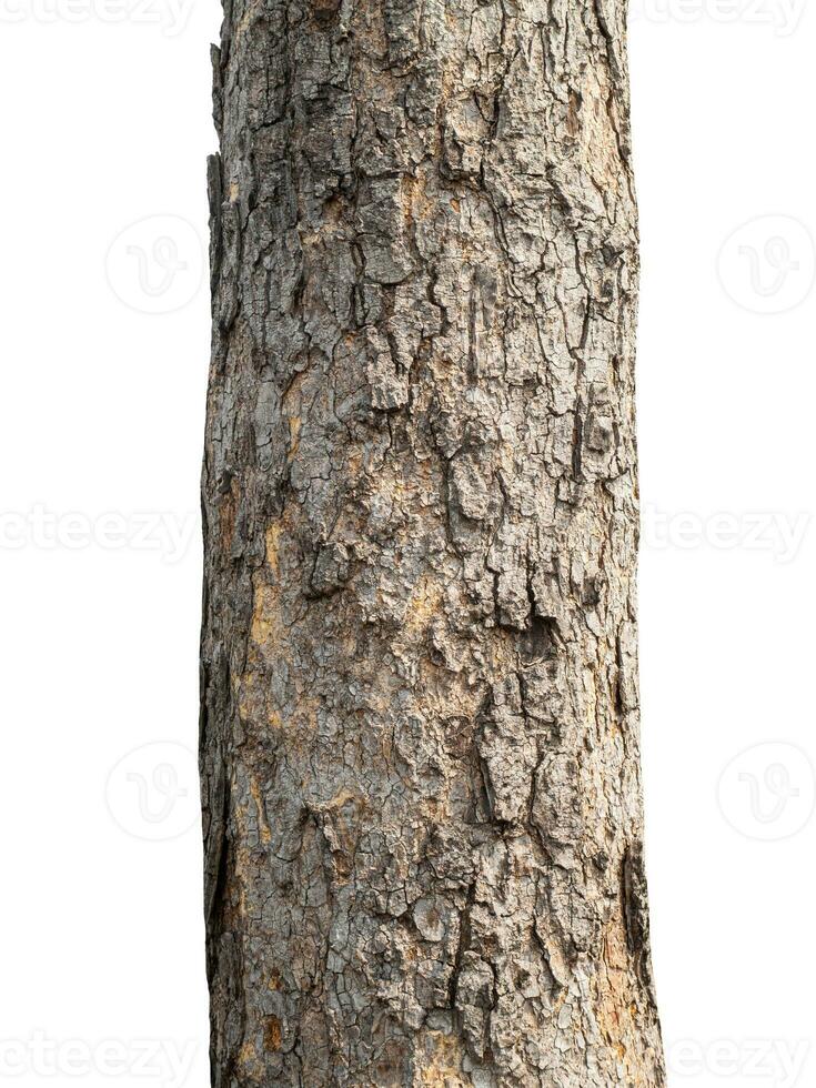 Trunk of a tree Isolated On White Background. photo