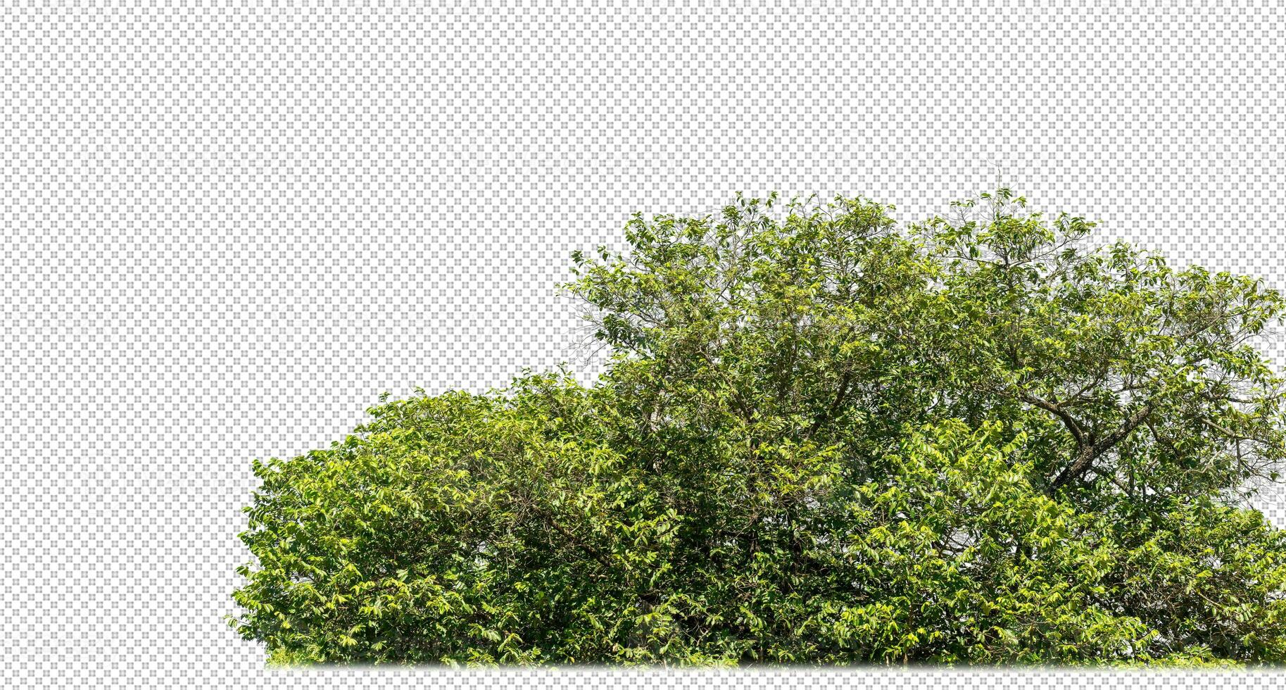 Green trees isolated on transparent background forest and summer foliage for both print and web with cut path and alpha channel photo