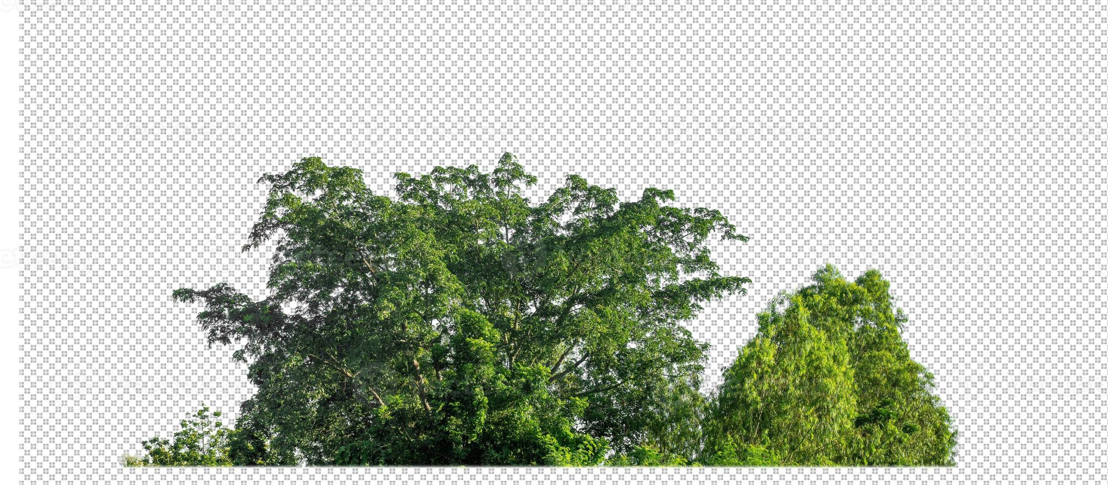 Green trees isolated on transparent background forest and summer foliage for both print and web with cut path and alpha channel photo