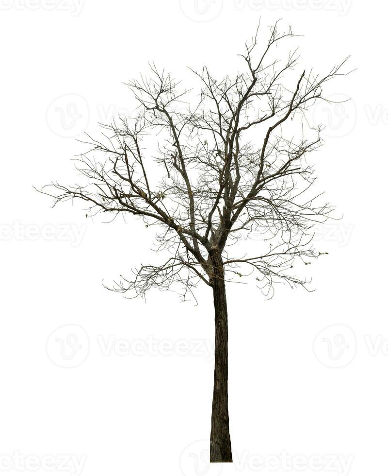 dead tree isolated on white background. photo