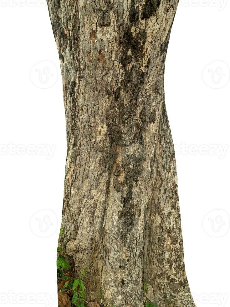 Trunk of a tree Isolated On White Background. photo