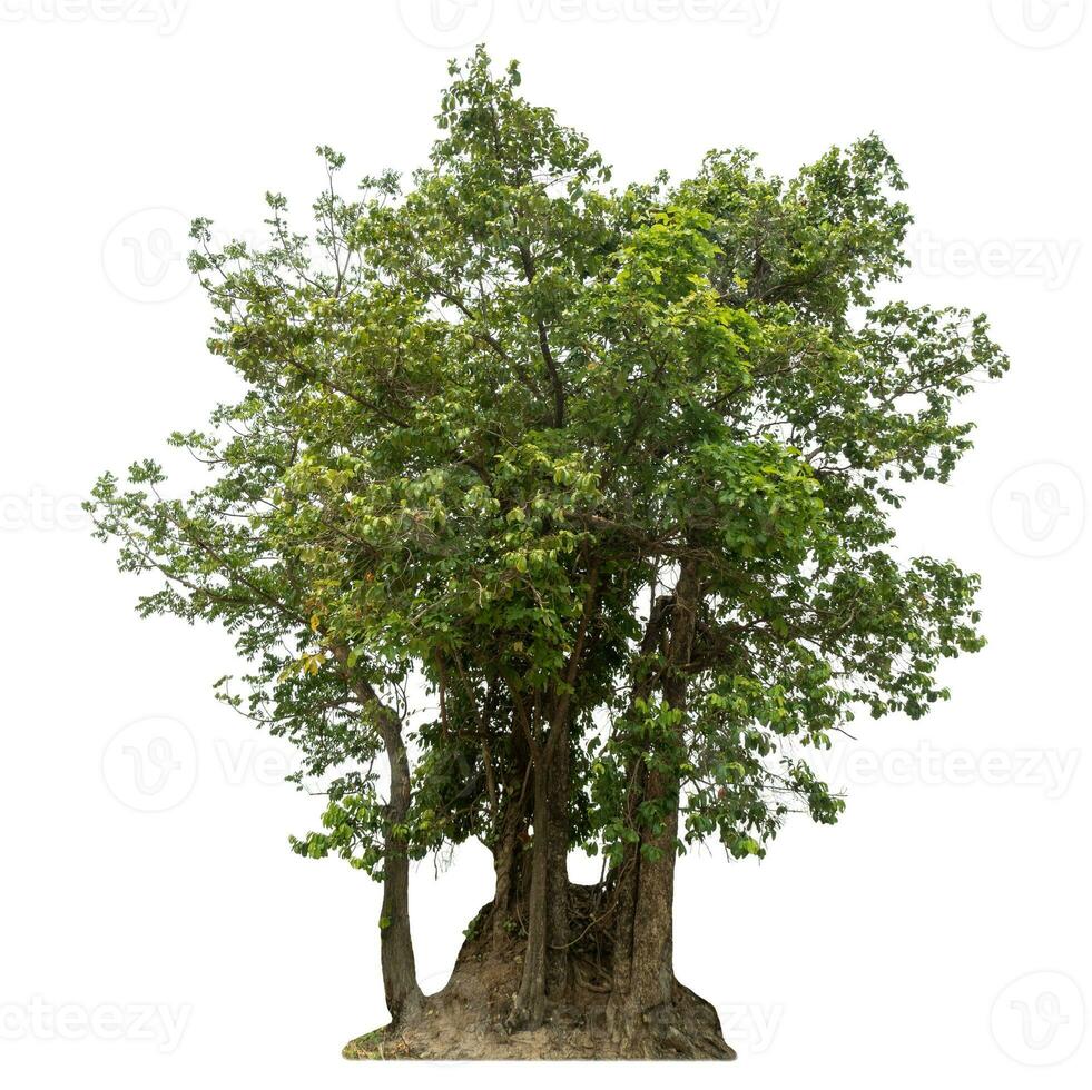 árbol verde aislado sobre fondo blanco. foto