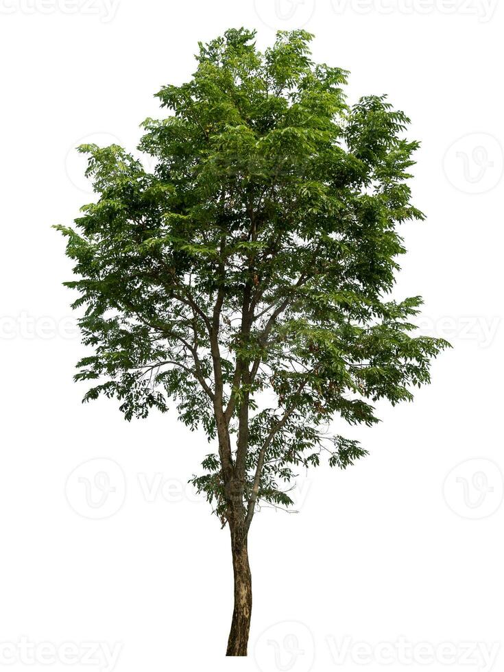 Green tree isolated on white background. photo