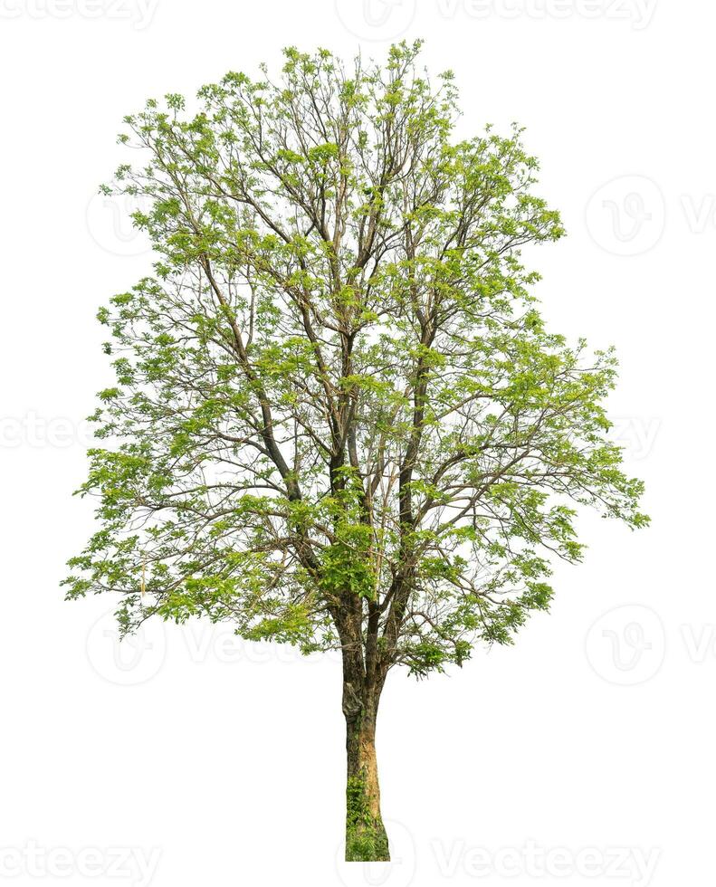 Green tree isolated on white background. photo