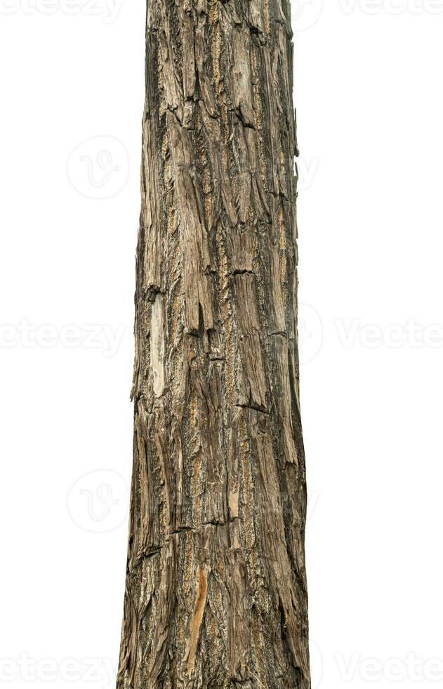 Trunk of a tree Isolated On White Background. photo