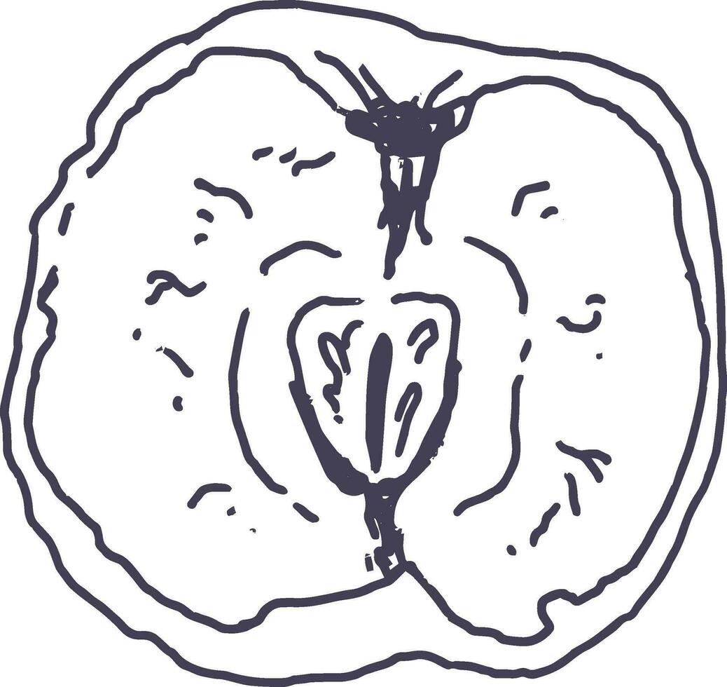 realistic apple sketch in vintage style vector