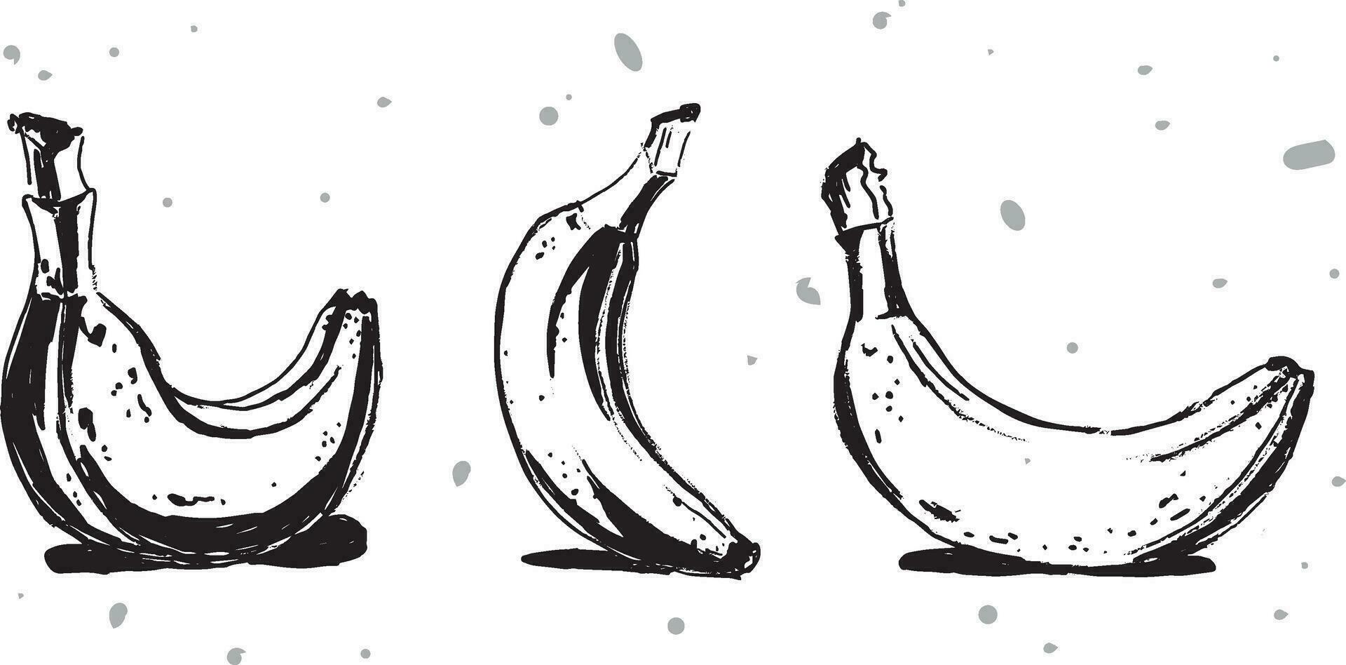 Black banana in vintage style on white background. vector