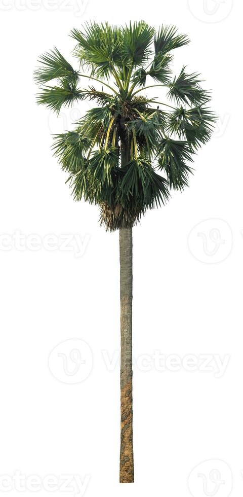 Isolated sugar palm on white background. photo