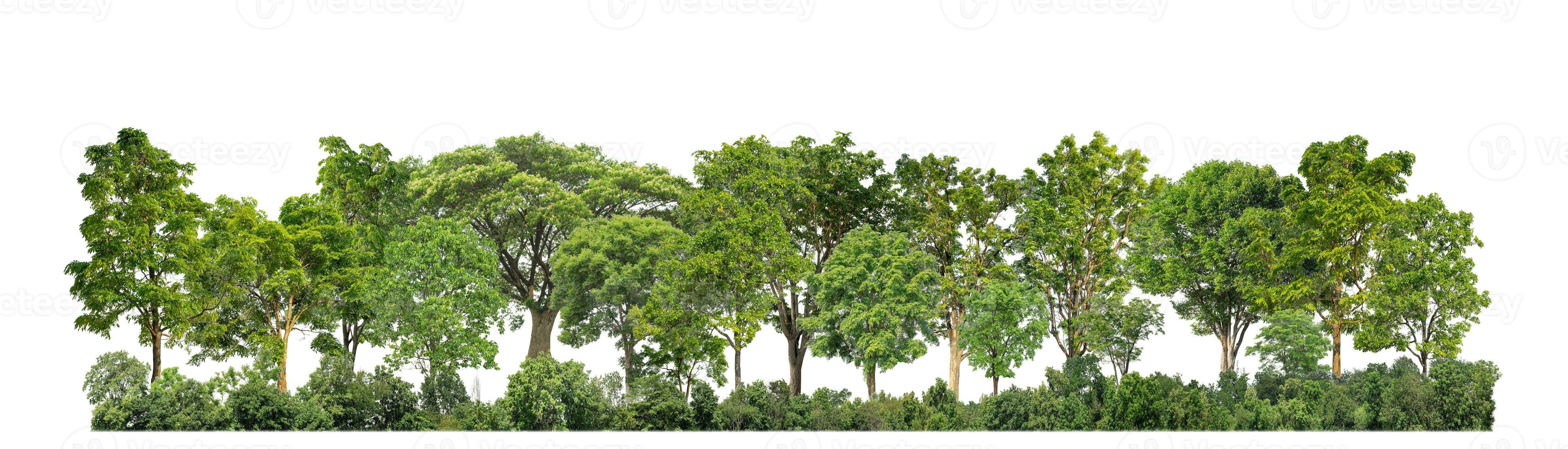 Green Trees isolated on white background. are Forest and foliage in summer for both printing and web pages with cut path and alpha channel photo