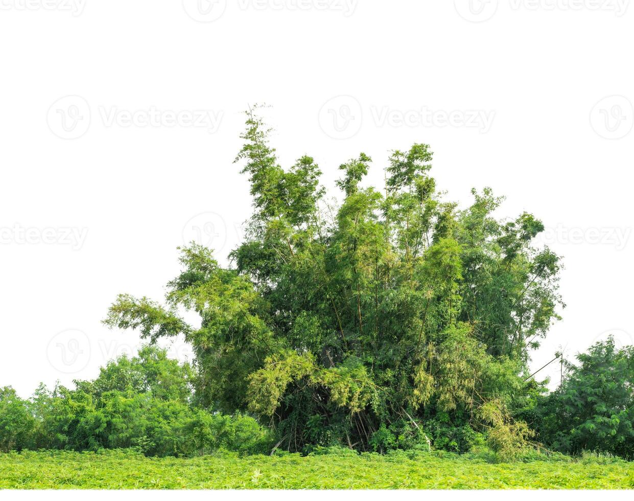 Green Trees isolated on white background. are Forest and foliage in summer for both printing and web pages with cut path and alpha channel photo
