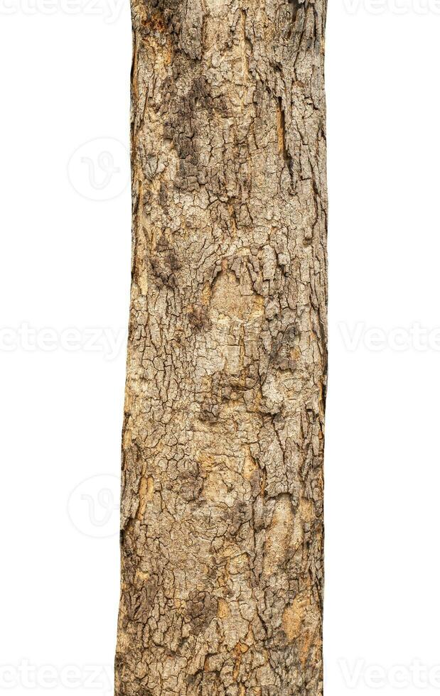 Trunk of a tree Isolated On White Background. photo