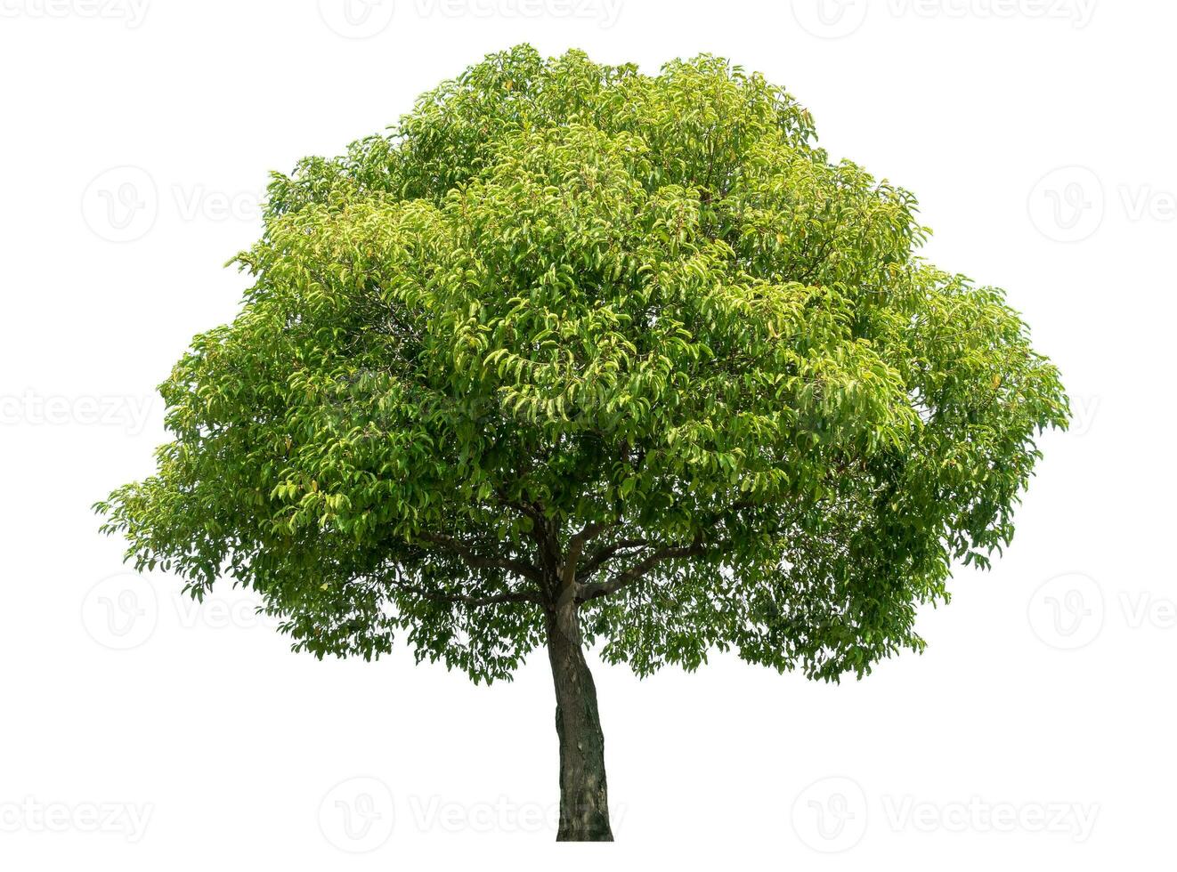 Green tree isolated on white background. photo