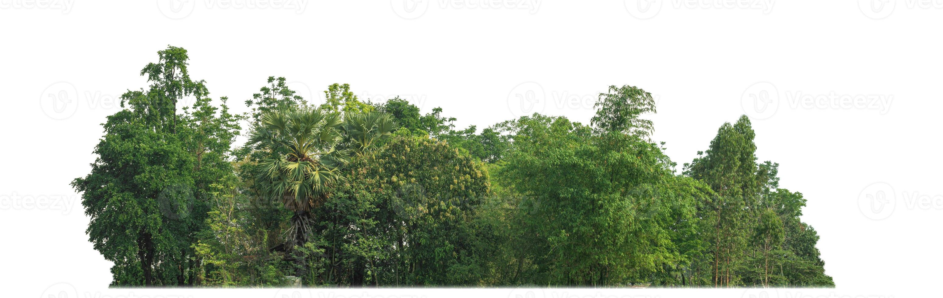 Green trees isolated on white background.are Forest and foliage in summer for both printing and web pageswith cut path and alpha channel photo