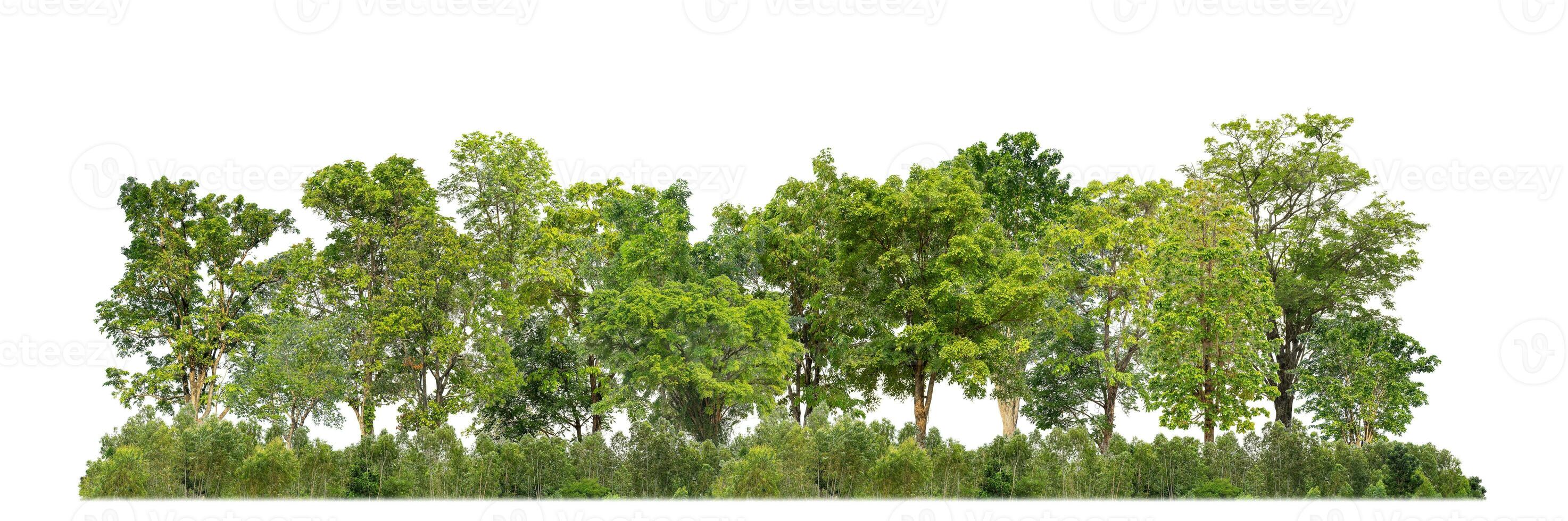 Green Trees isolated on white background. are Forest and foliage in summer for both printing and web pages with cut path and alpha channel photo