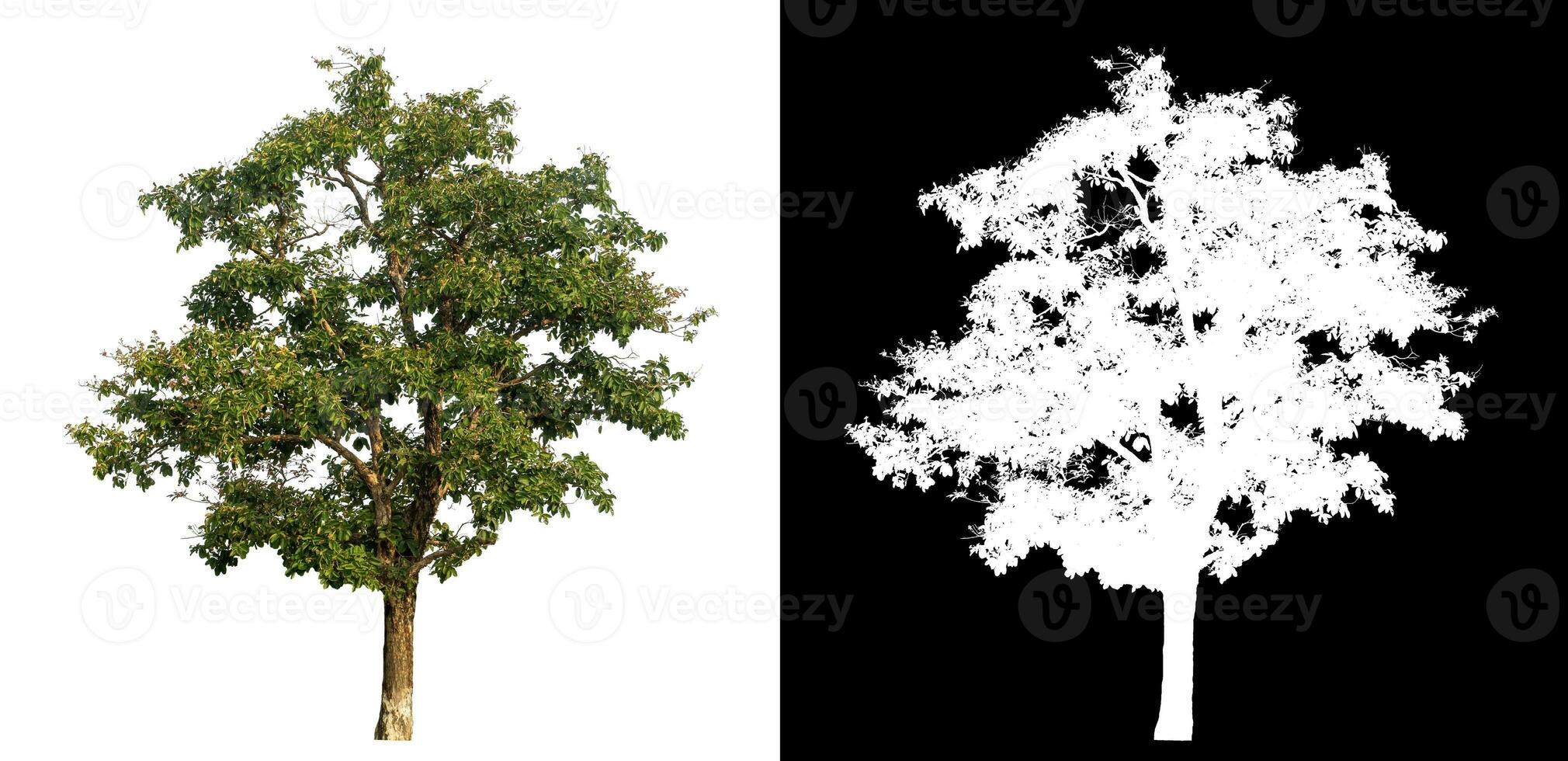 Isolated single tree with clipping path and alpha channel on black background. photo