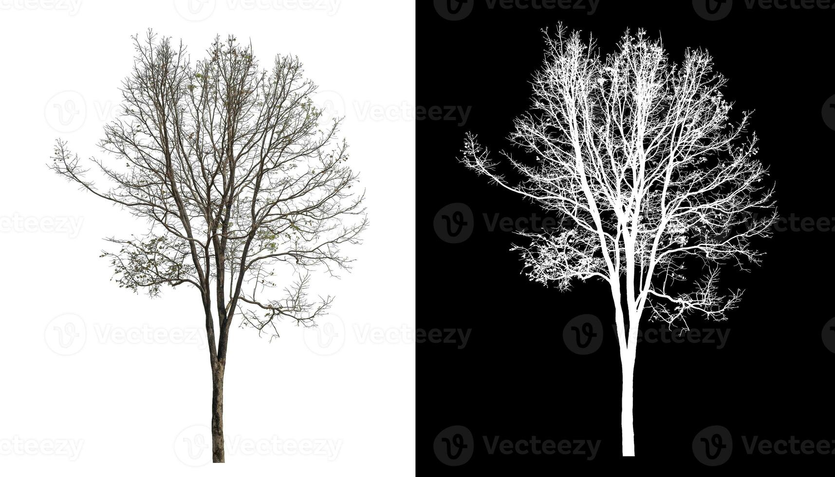 Isolated dead tree with clipping path and alpha channel on black background. photo