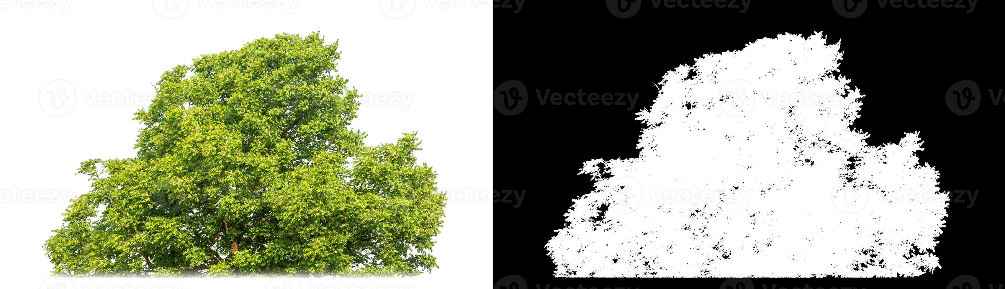 Shrubs isolated on white background with clipping path and alpha channel on black background. photo