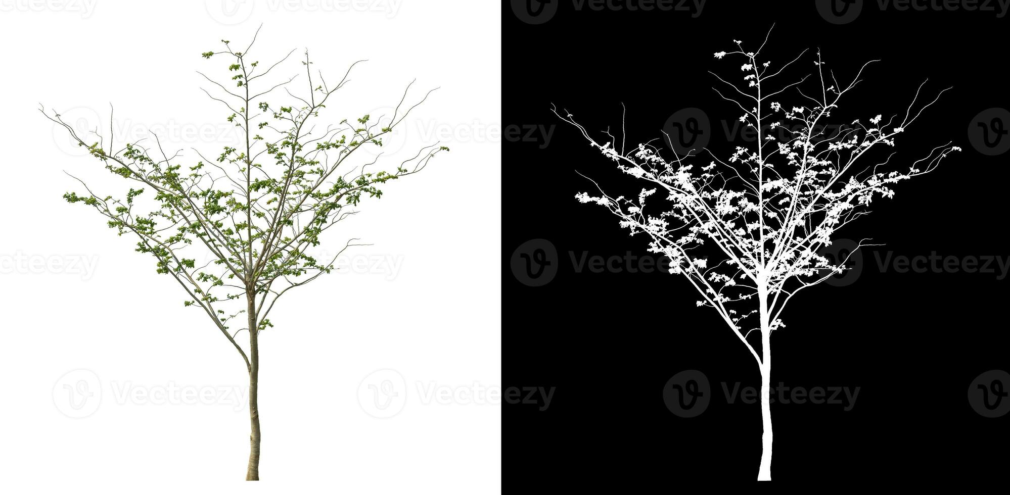 Isolated single tree with clipping path and alpha channel on black background. photo