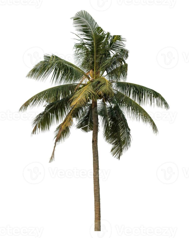Coco árbol aislado en blanco antecedentes. foto