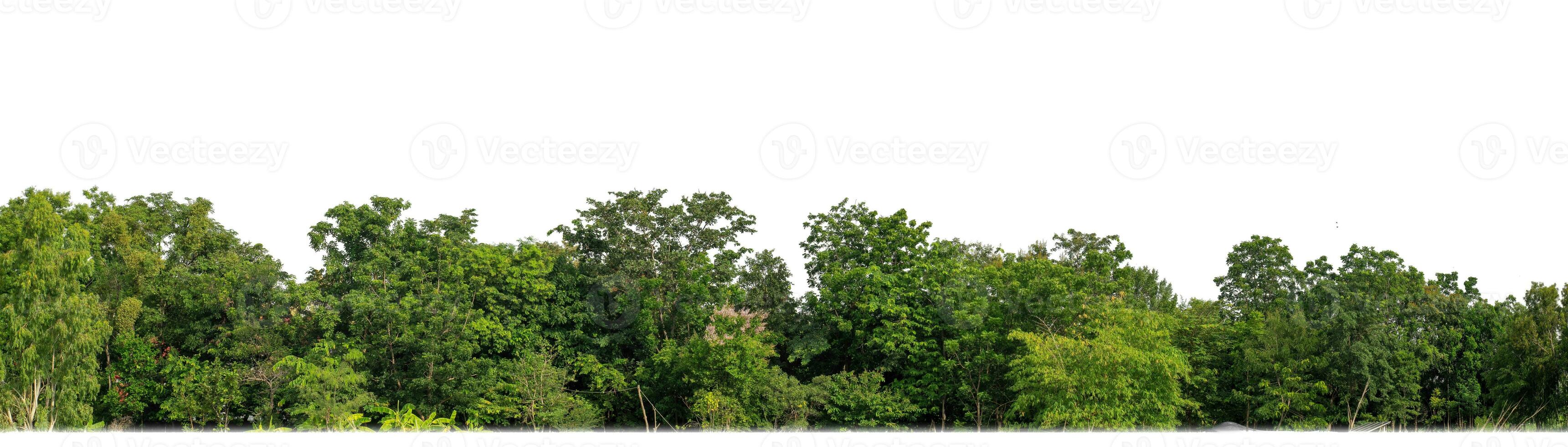 árboles verdes aislados sobre fondo blanco. son bosques y follaje en verano tanto para impresión como para páginas web con ruta de corte y canal alfa foto