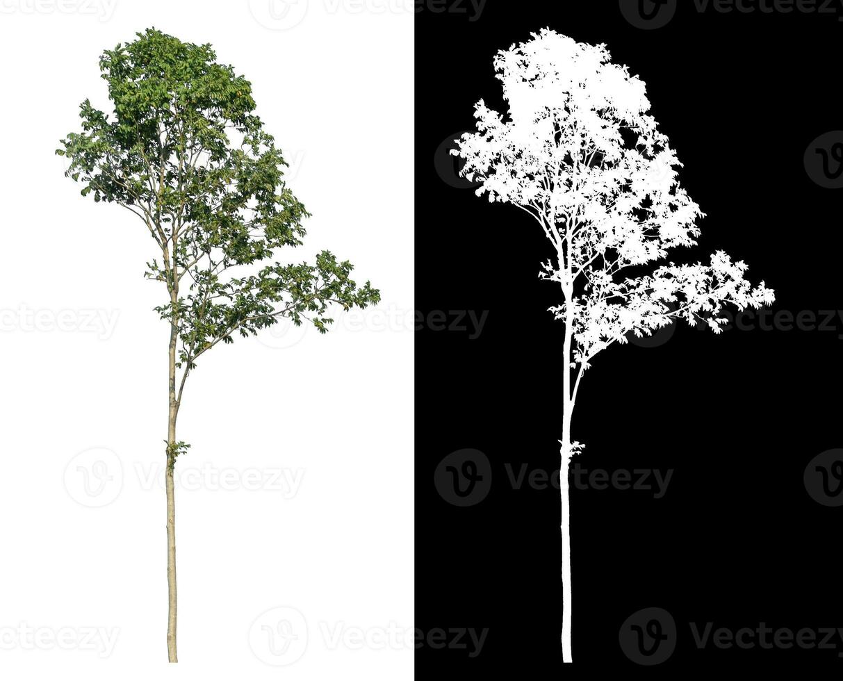 Isolated single green tree with clipping path and alpha channel on black background. photo