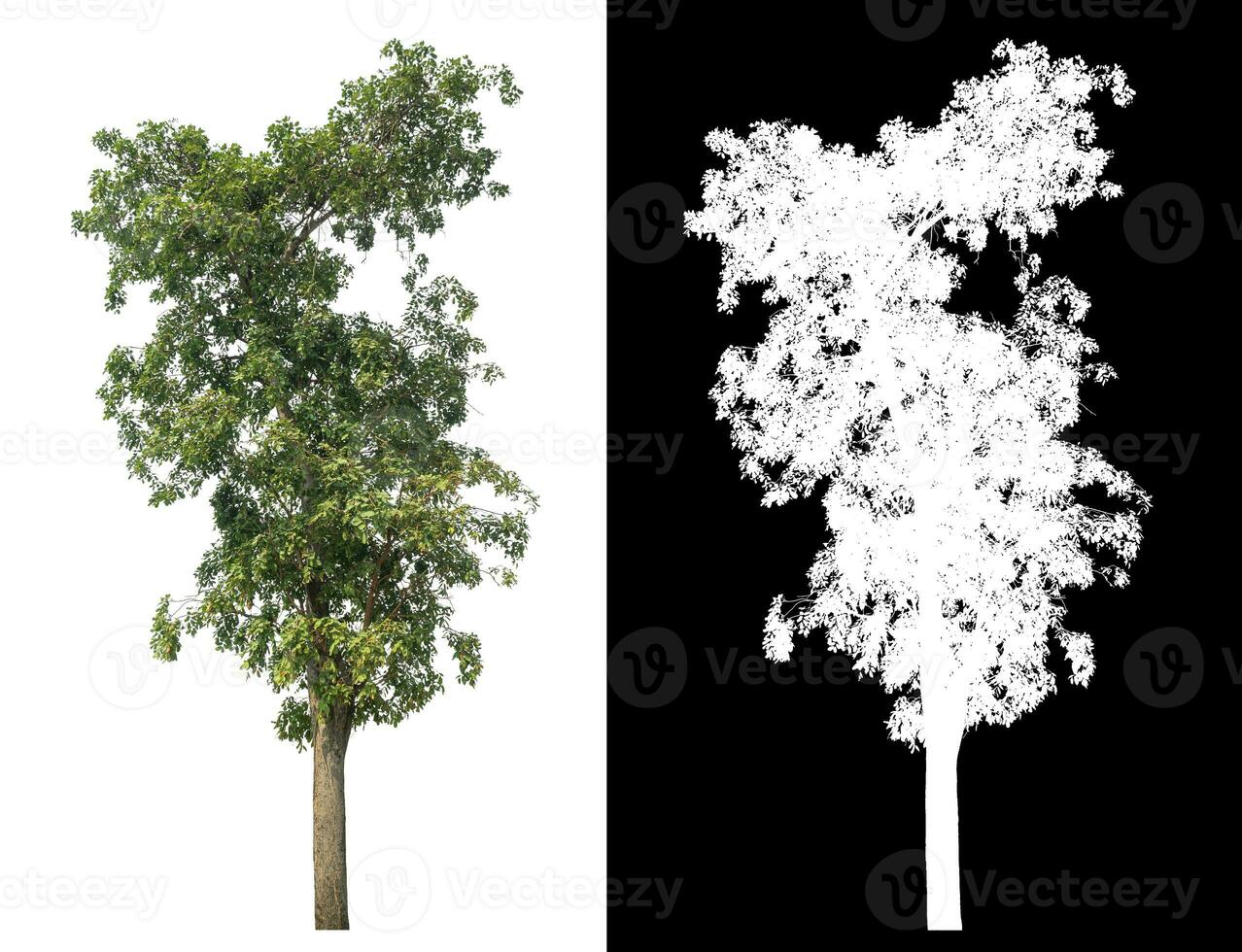 Isolated single green tree with clipping path and alpha channel on black background. photo