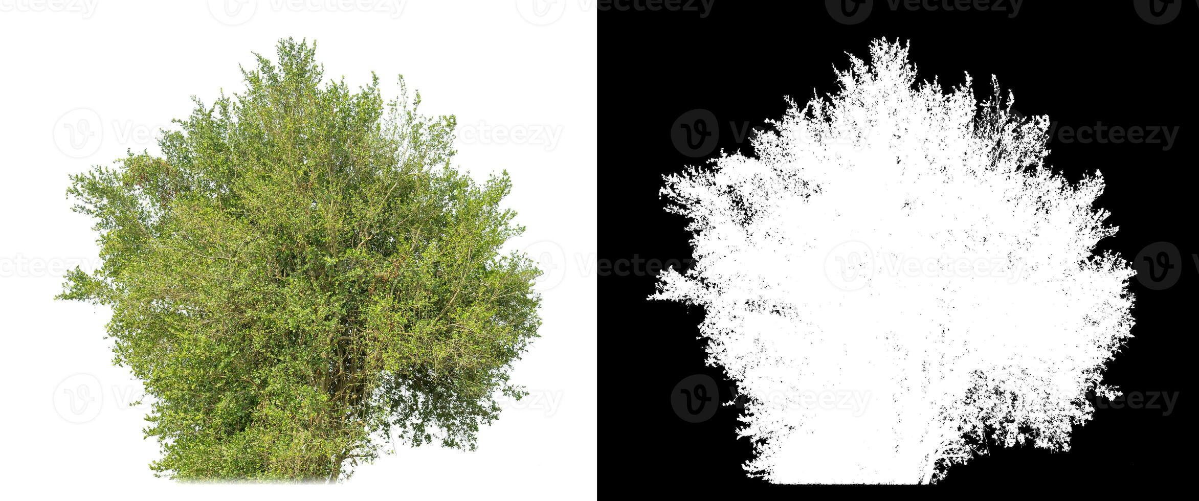 Shrubs isolated on white background with clipping path and alpha channel on black background. photo
