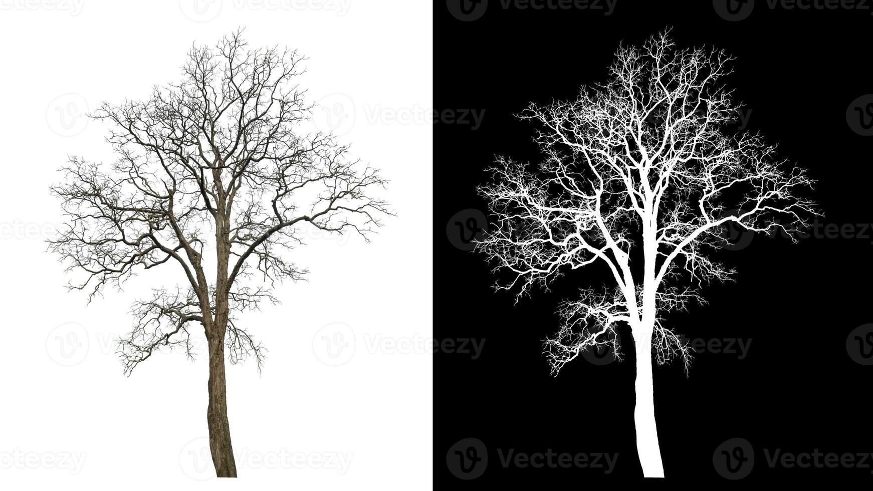 Isolated dead tree with clipping path and alpha channel on black background. photo