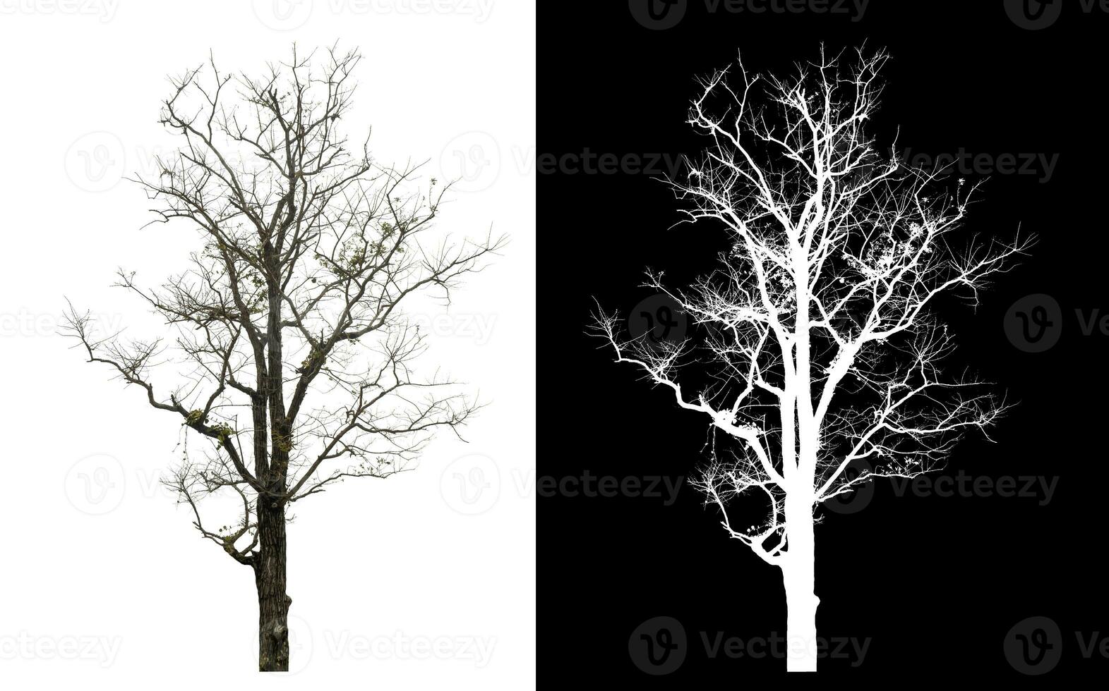 Isolated dead tree with clipping path and alpha channel on black background. photo