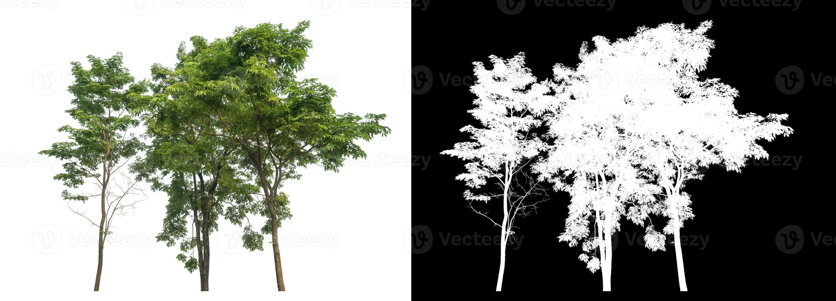 Isolated single green tree with clipping path and alpha channel on black background. photo