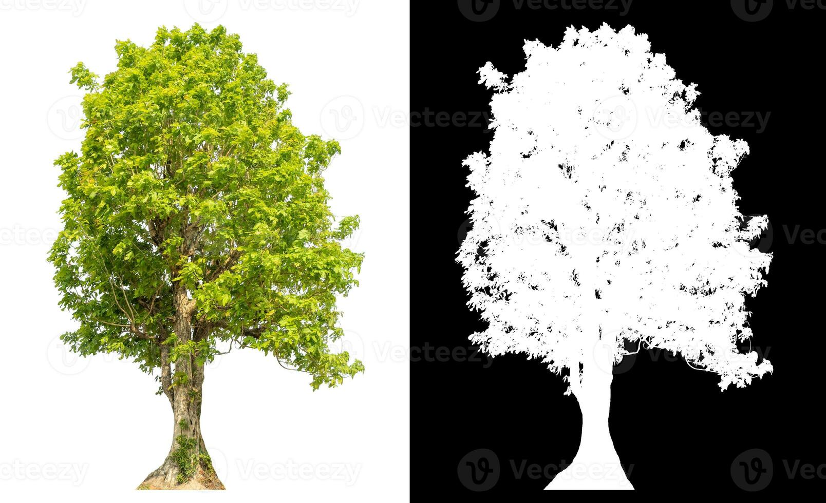 Isolated single tree with clipping path and alpha channel on black background. photo