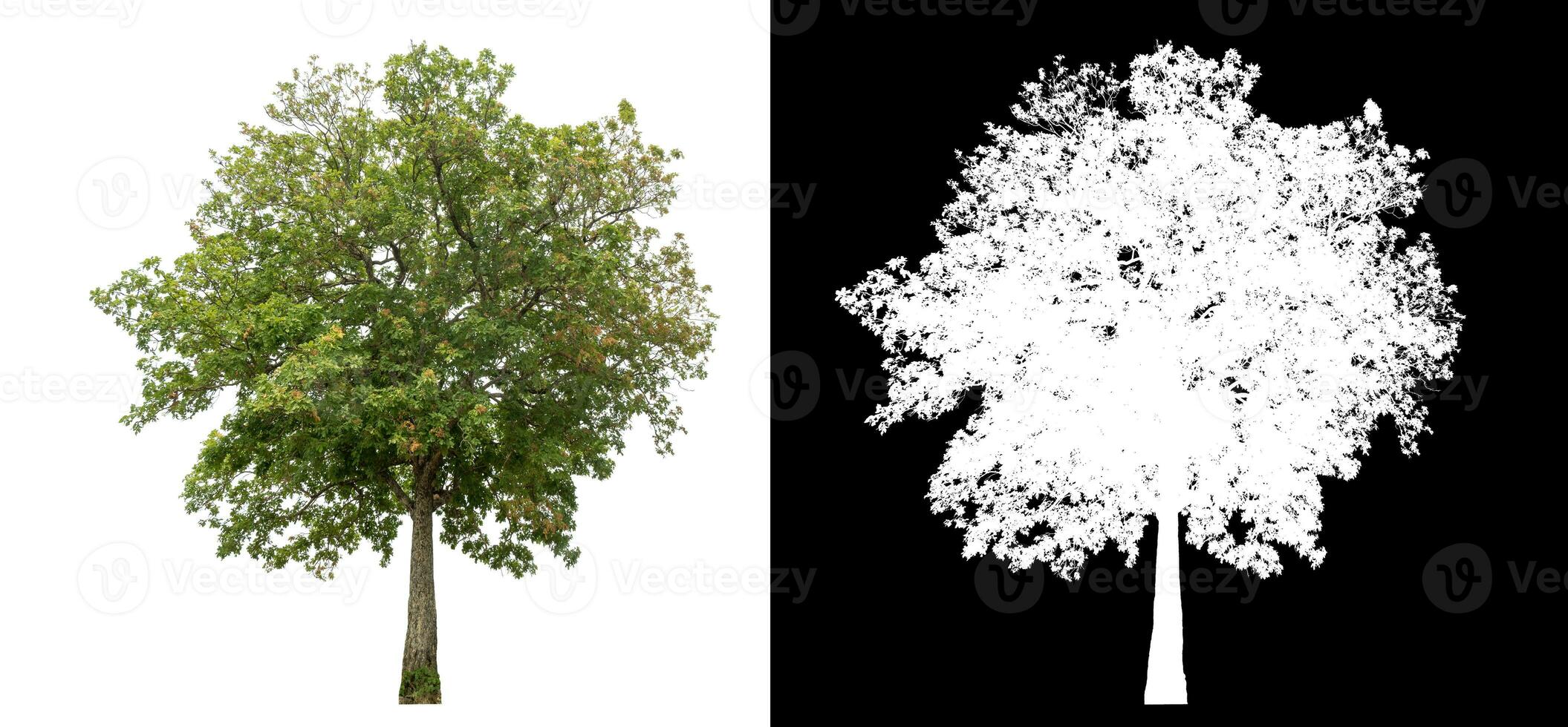 Isolated single green tree with clipping path and alpha channel on black background. photo