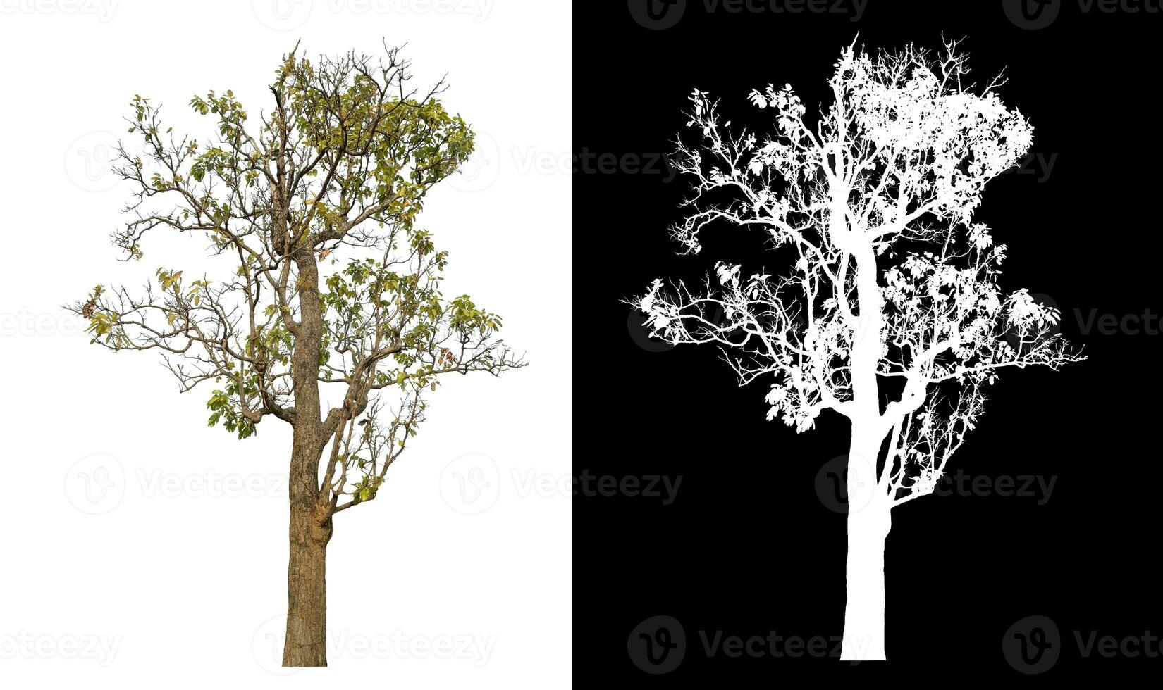 Isolated single tree with clipping path and alpha channel on black background. photo