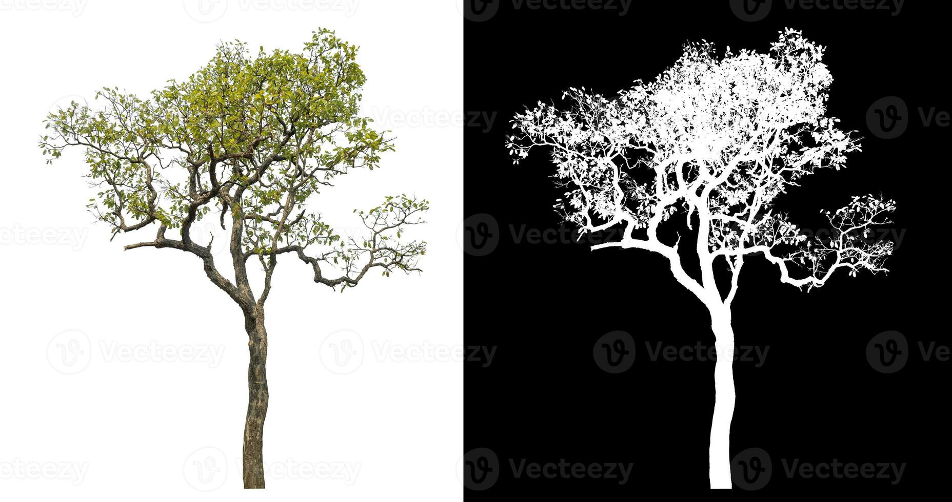 Single tree with clipping path and alpha channel on black background. photo