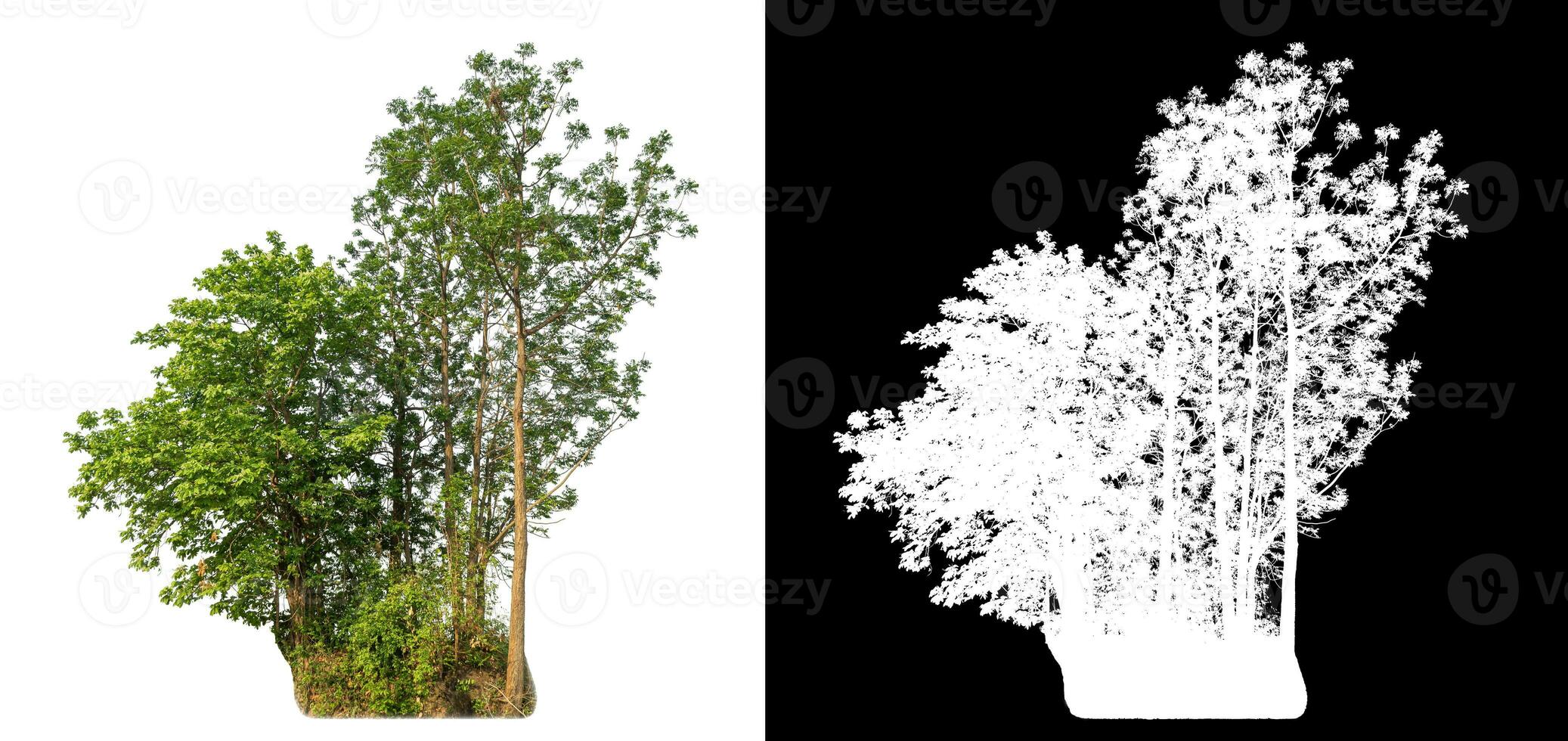 Isolated single green tree with clipping path and alpha channel on black background. photo