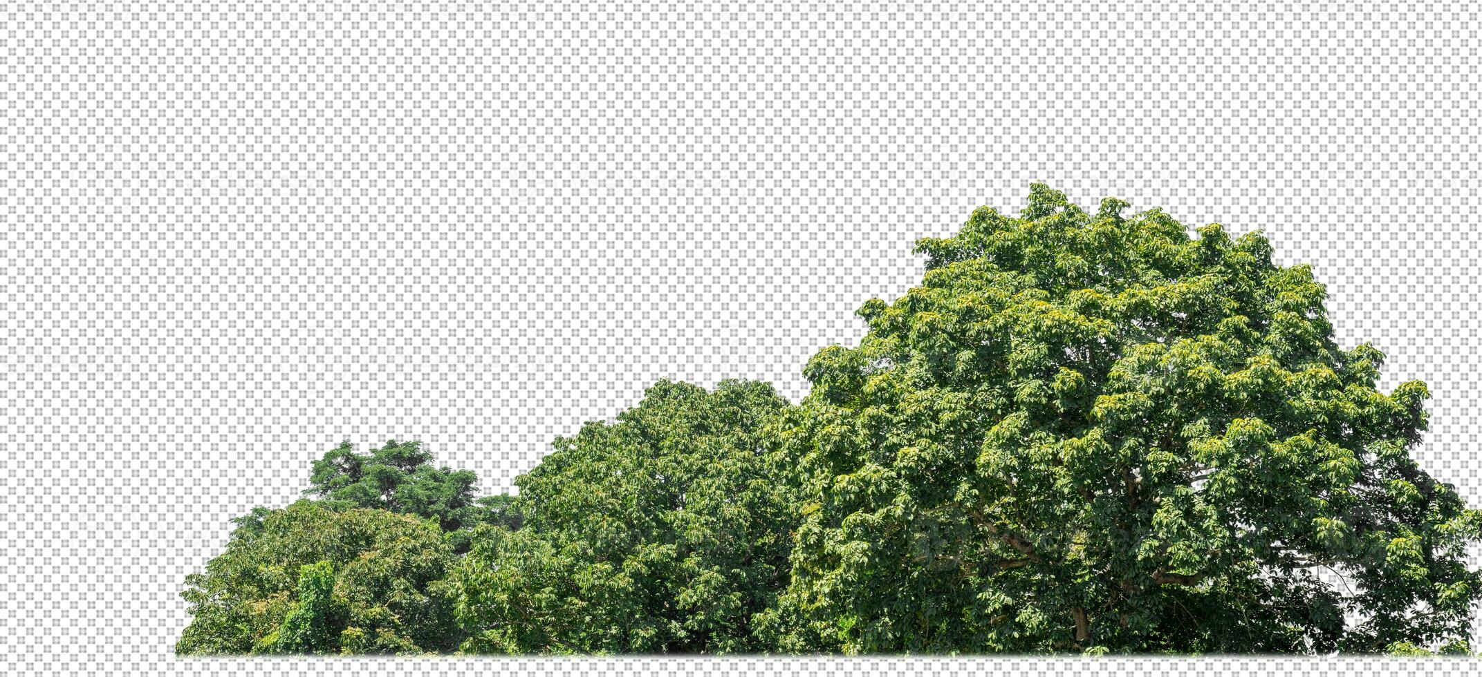 Green trees isolated on transparent background forest and summer foliage for both print and web with cut path and alpha channel photo